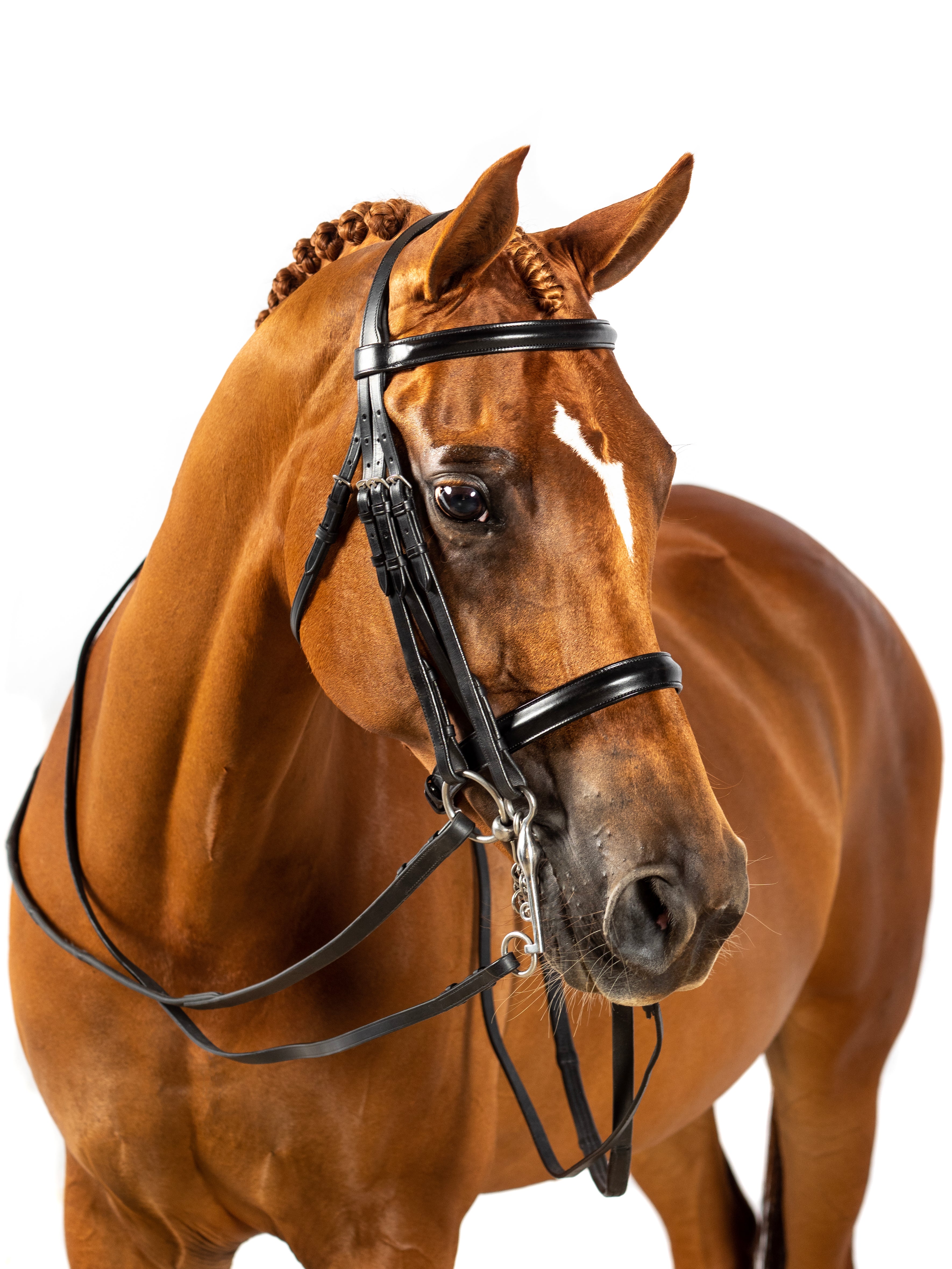Premium Black Double Show Bridle ‘Glory’
