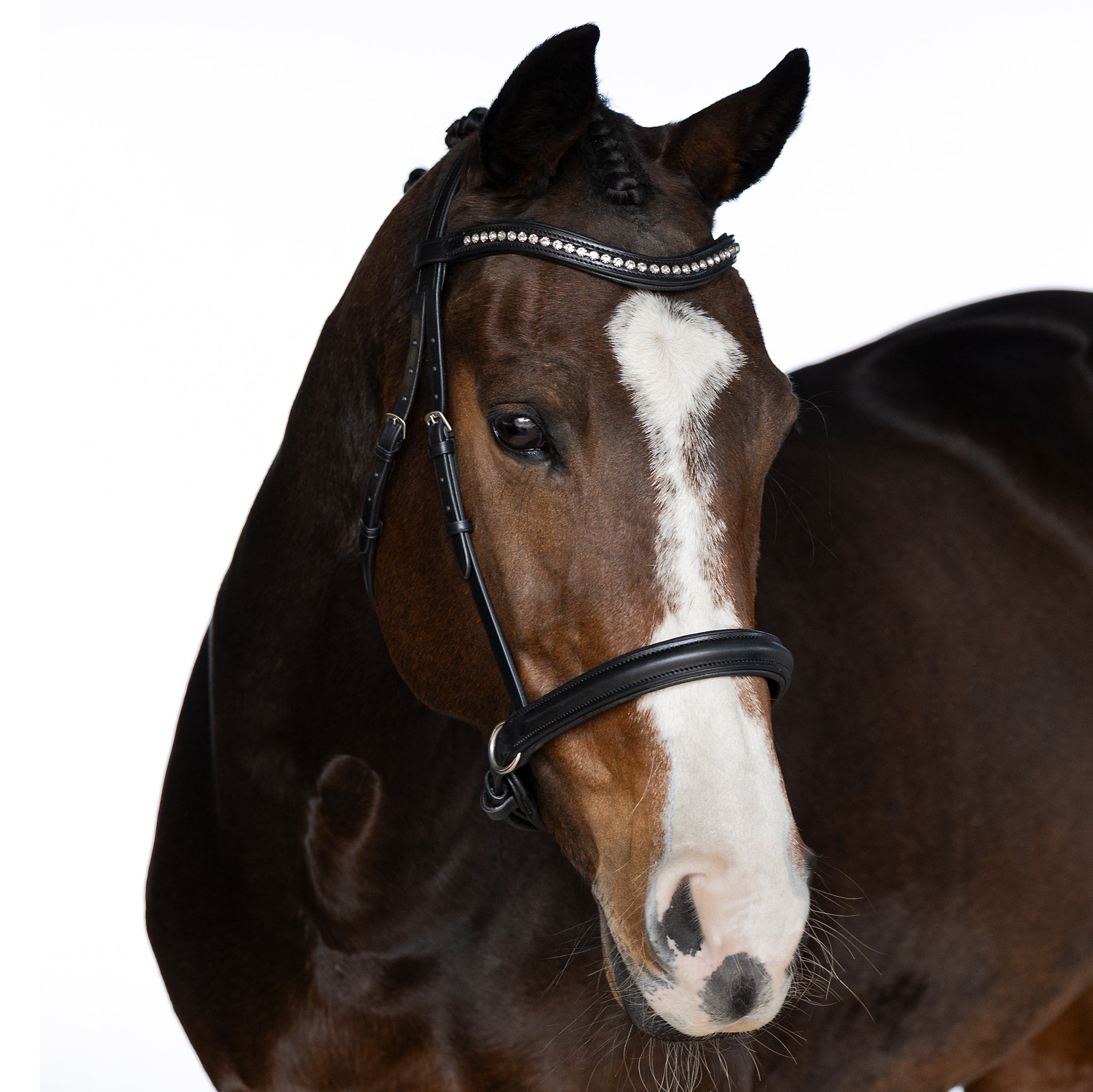Black Bitless Bridle ‘Constellation’