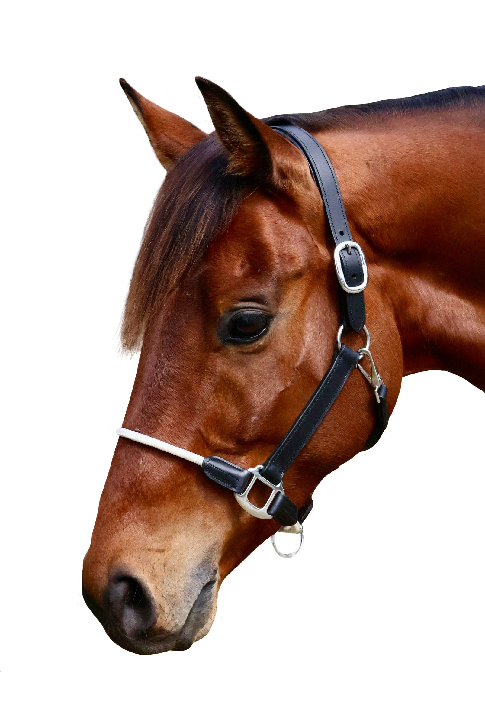 Leather and Rope Black Halter