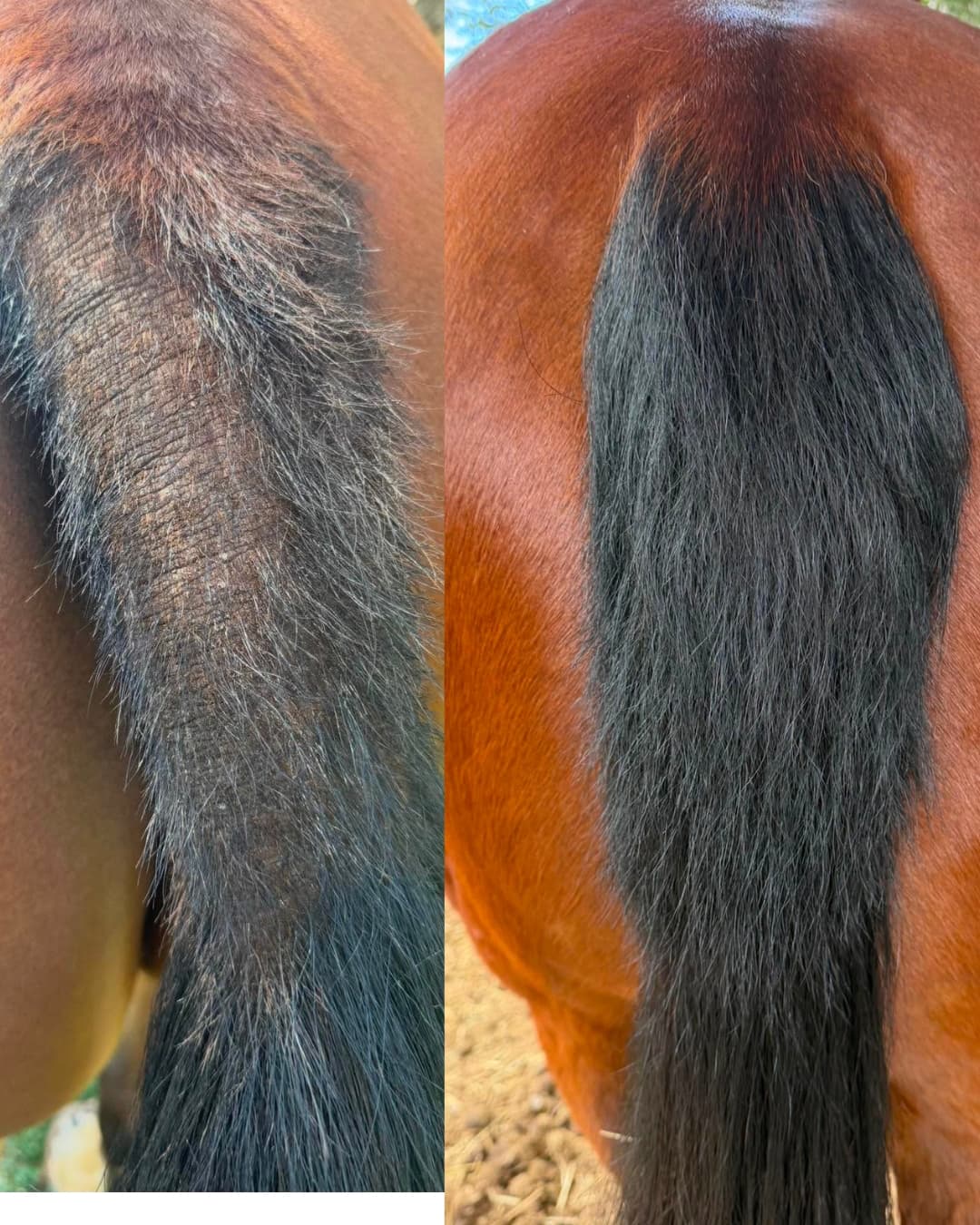 The Regrowth Ritual Pack- Natural Coat, Mane & Tail Care Duo | Soothe It + Grow It